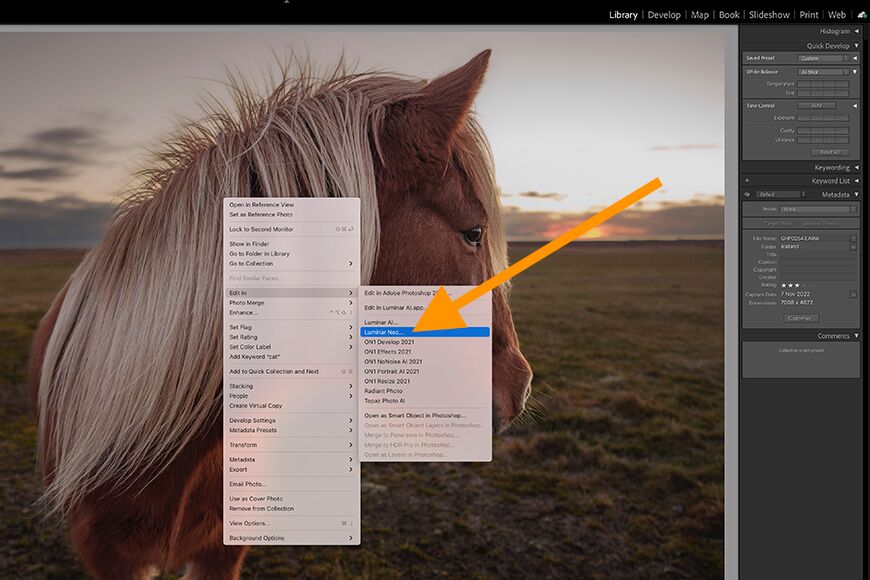 A horse's head is highlighted in a photo in adobe photoshop.